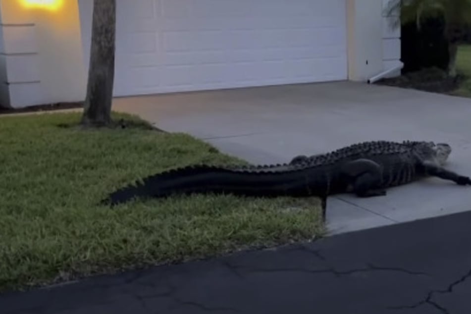 Giant alligator takes a walk through the suburbs in the most Florida video ever