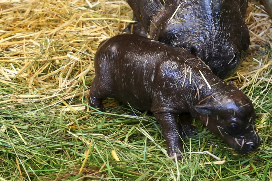 Das kleine Flusspferd wird von seiner Mutter Debbie im Zoo Berlin direkt nach der Geburt abgeleckt.