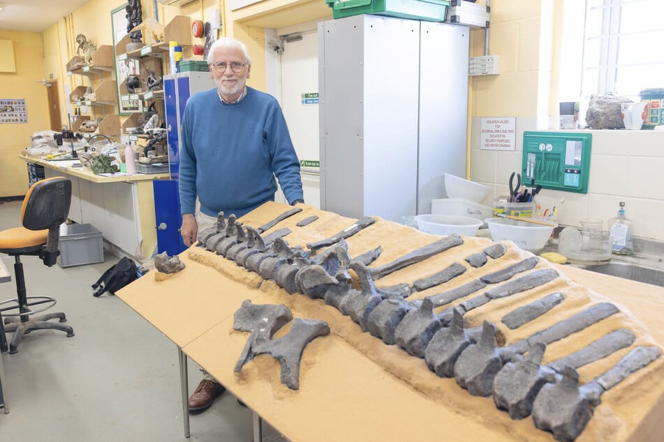 Jeremy Lockwood vom Natural History Museum in London mit einigen Fossilien von Wirbelsäule und Becken des Istiorachis macarthurae.