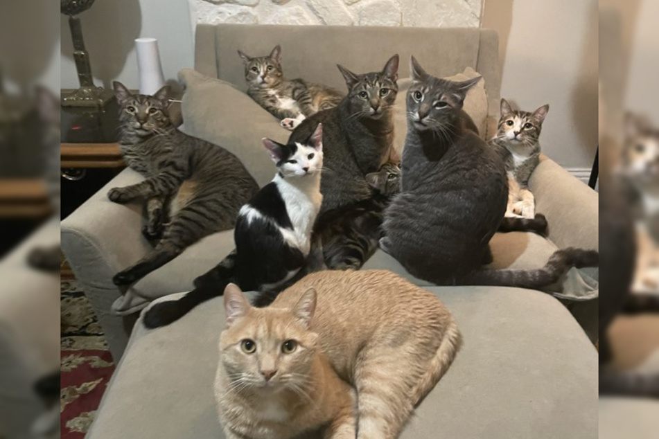 Chris Thomas has quite the cat collection now!