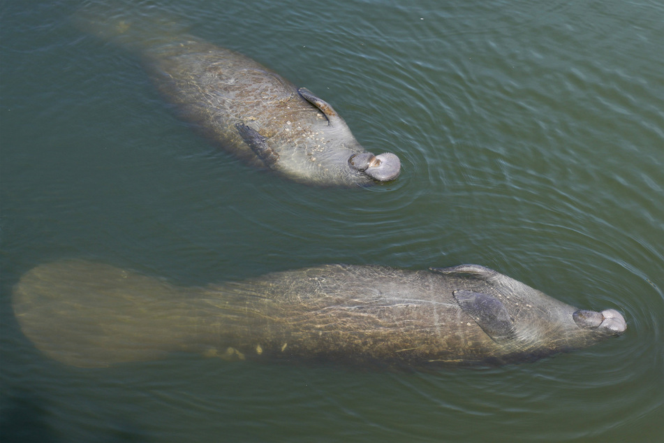 Manatees love to float on their back while they eat.
