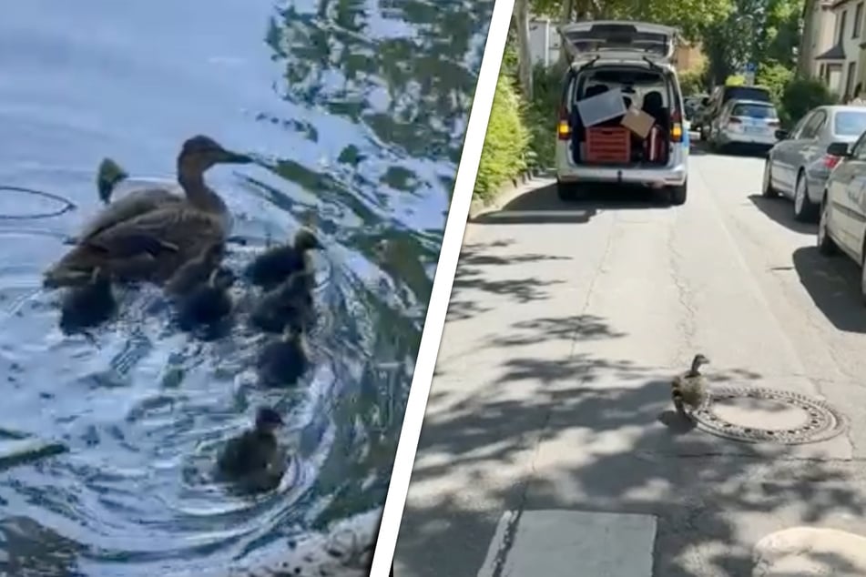 Mama Ente entschloss sich zunächst, dem Polizeiwagen hinterherzujagen, anstatt an Bord Platz zu nehmen. Wenig später widmete sie sich dann wieder ganz ihrem Nachwuchs.