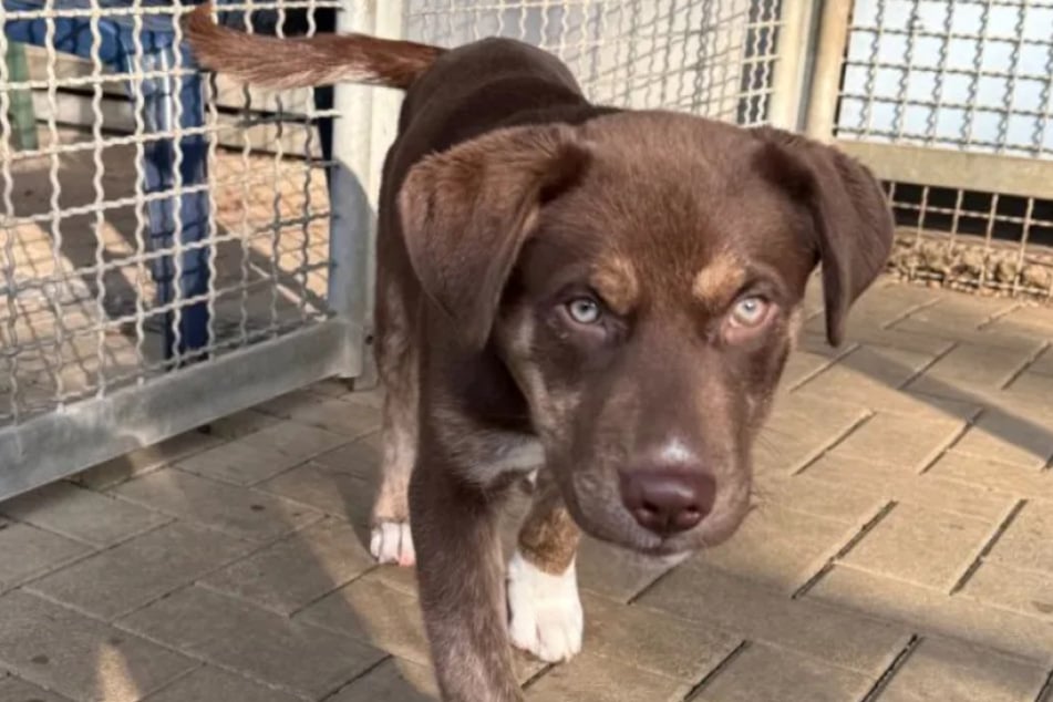 Track ist mit seinen vier Monaten noch sehr jung, kennt daher weder das Laufen an der Leine, noch ist der kleine Racker stubenrein.