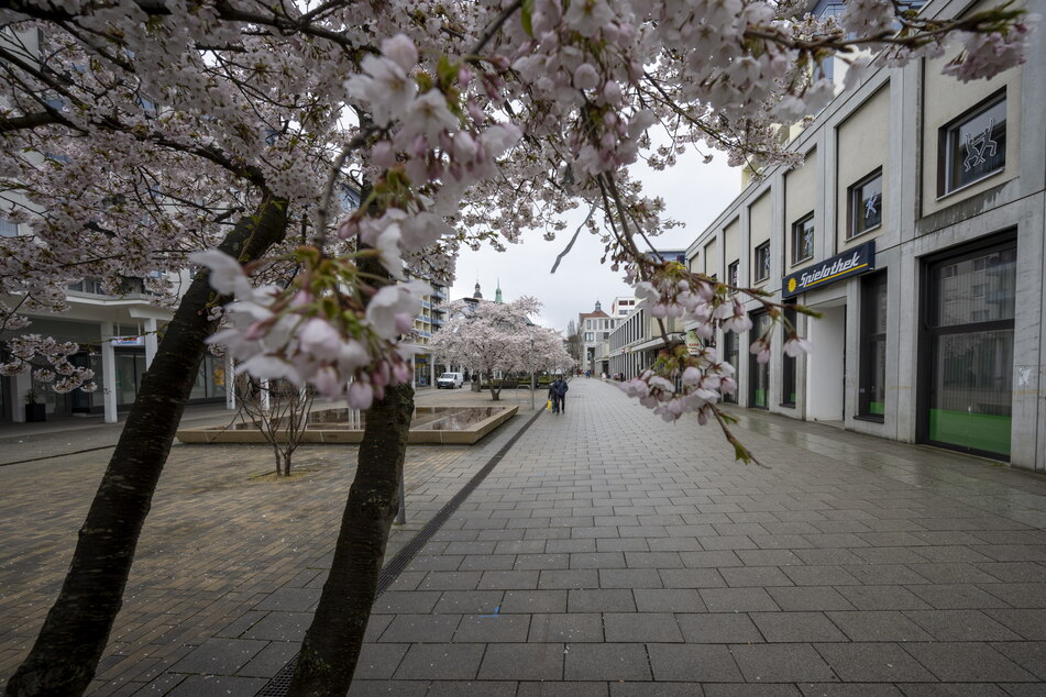 Diese Woche findet das Kirschblütenfest auf dem Rosenhof statt.
