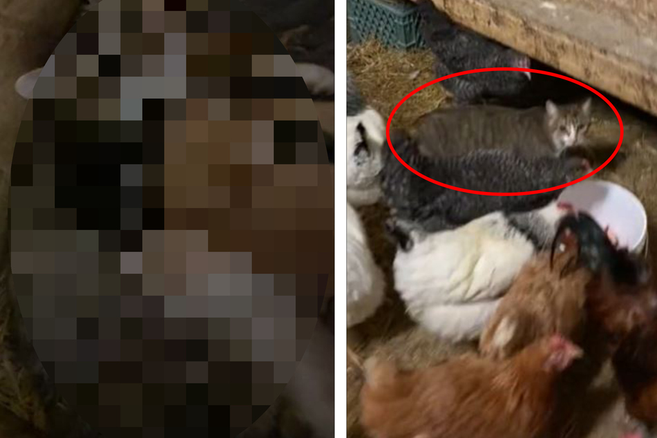 Frau sieht Katze aus Hühnerstall fliehen: Was sie dann entdeckt, lässt Herzen schmelzen