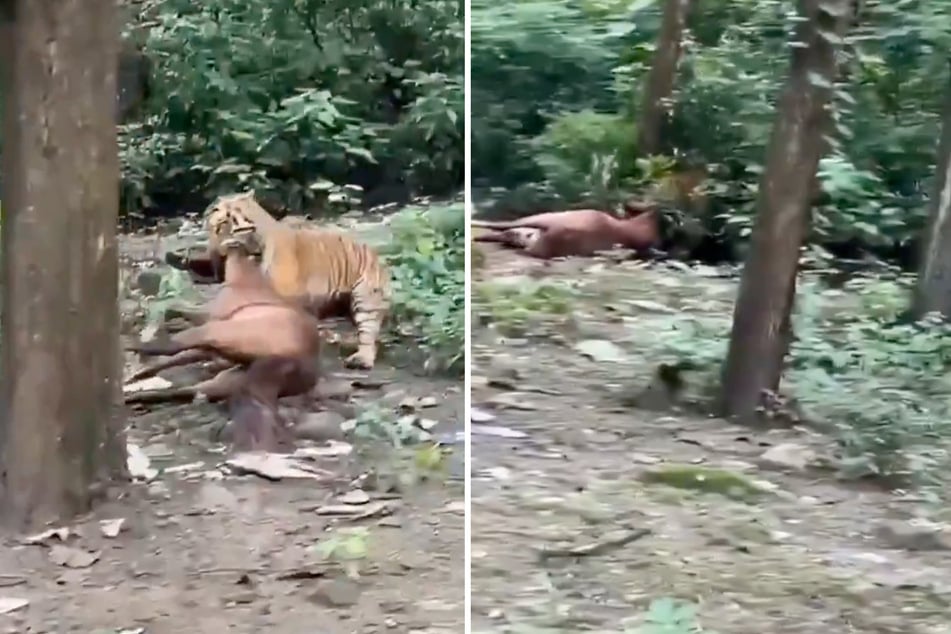 In Indien wurde ein Pferd von einem Tiger getötet. Die Raubkatze schleppte das Tier davon.