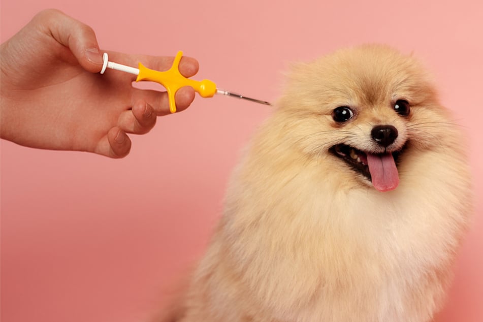 Do you have to microchip your dog?