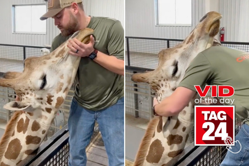 viral videos: Viral Video of the Day for May 11, 2024: Giraffe gets chiropractic treatment and loves it!