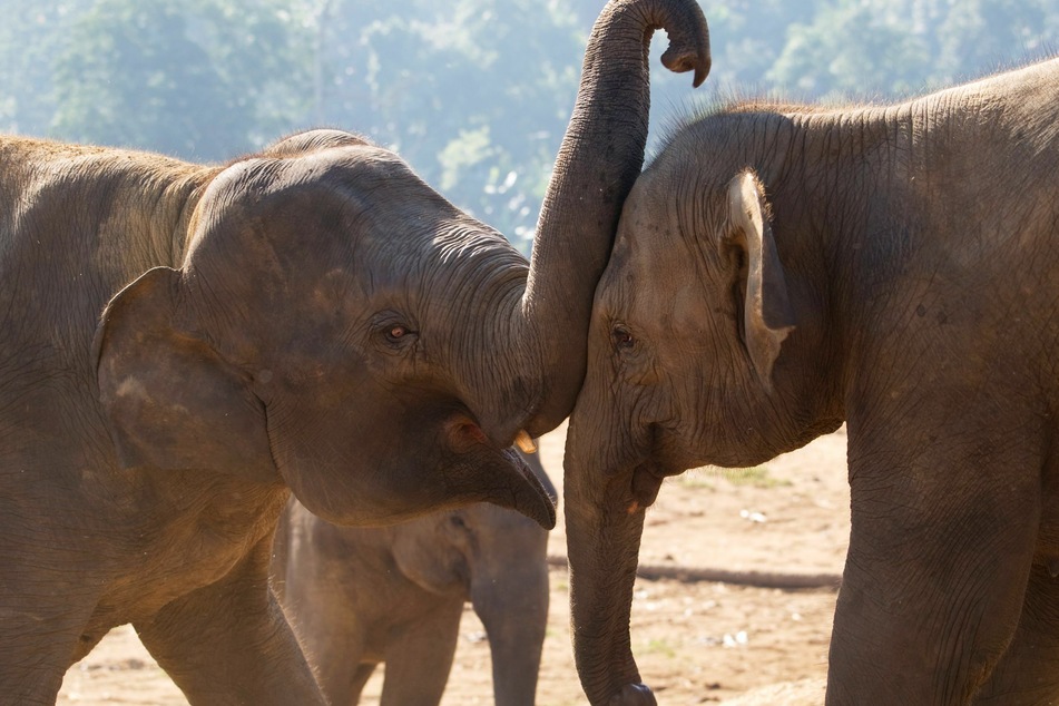 Ein asiatisches Elefanten-Paar. Die Tiere können mit ihren Lippen quietschen.