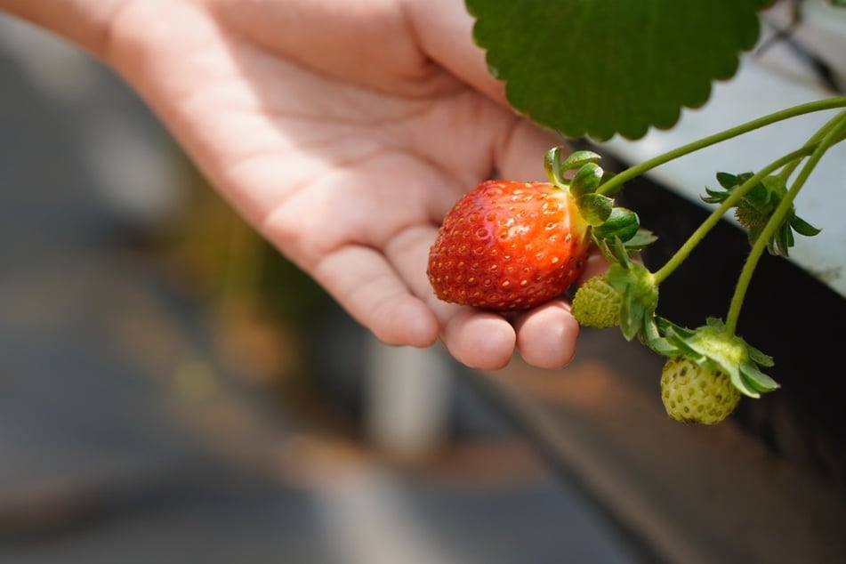 Der Zeitraum Juni bis Juli ist in Dresden Hauptsaison für Erdbeeren. (Symbolbild)