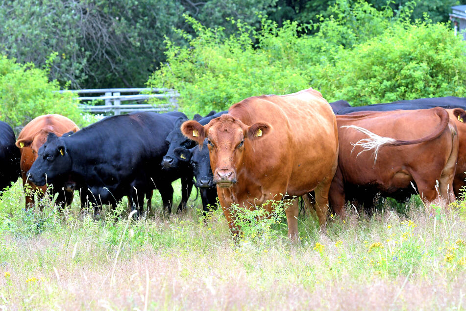 Die Deutsch-Angus-Rinder aus dem Natur-Hof freuen sich schon auf neue Cowboys und Cowgirls.