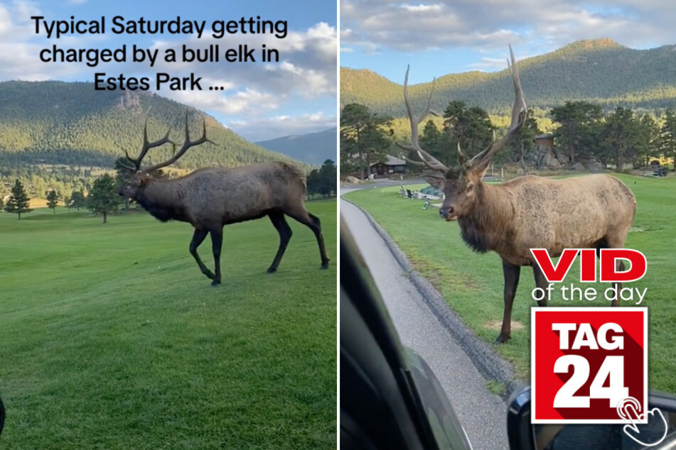 Today's Viral Video of the Day features a wild elk encounter like no other!