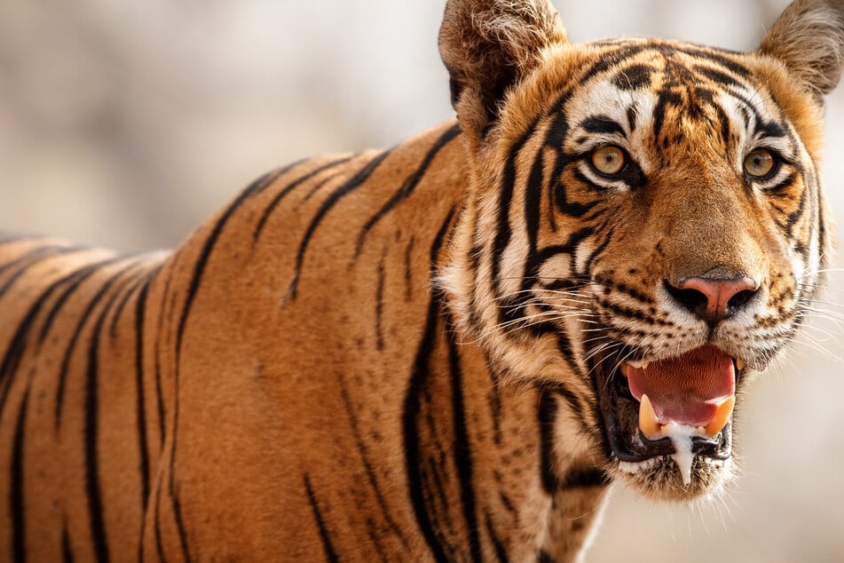 Tiger geht auf 17-Jährigen los: Doch der wehrt sich und überlebt wie durch ein Wunder