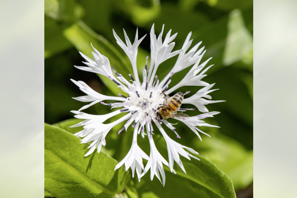 Die zarte Blüte einer weißen Glockenblume hat diese Biene magisch angezogen.