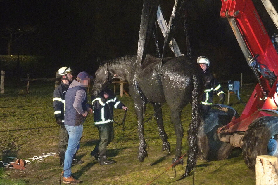 Per Radlader wurde das Pferd aus dem Graben befreit.