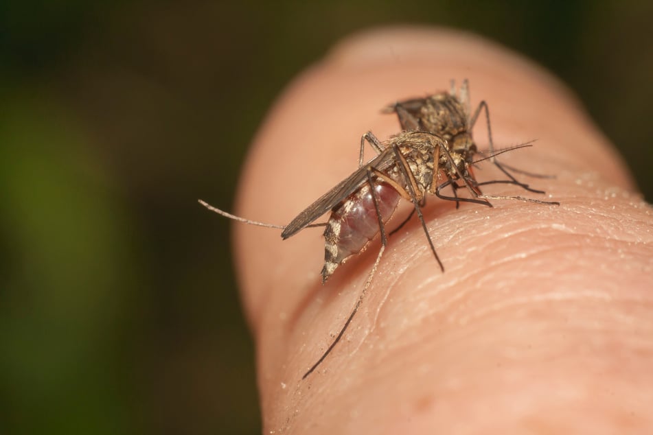 Durch Mückenstiche können diverse Krankheiten übertragen werden.