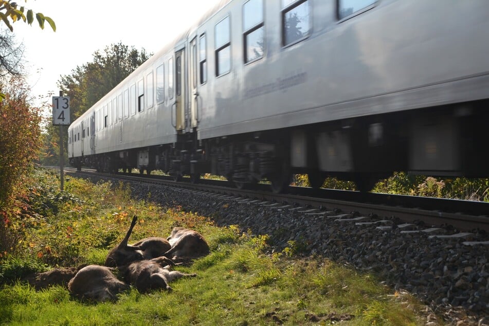 Der Kontakt mit menschlicher Zivilisation bietet jedoch enorme Risiken für die Wildtiere. Bei Liebertwolkwitz wurde 2020 etwa eine Wildschweinrotte von einem Zug erfasst. (Archiv)