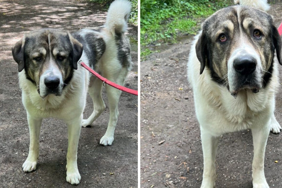 Das Amt entschied über sein Schicksal, jetzt will Hund Aslan einfach nur ankommen