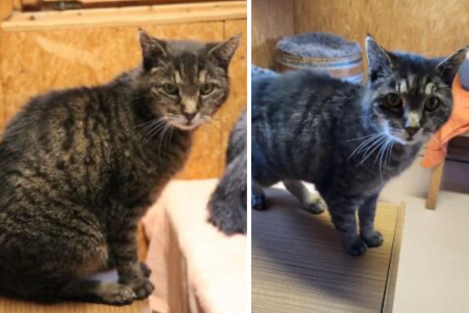 Gunnar debería volver a experimentar lo maravilloso que puede ser la vida de un gato.