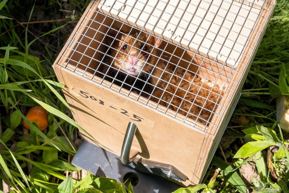 Dieser Hamster beginnt bald ein Leben in der Wildnis.