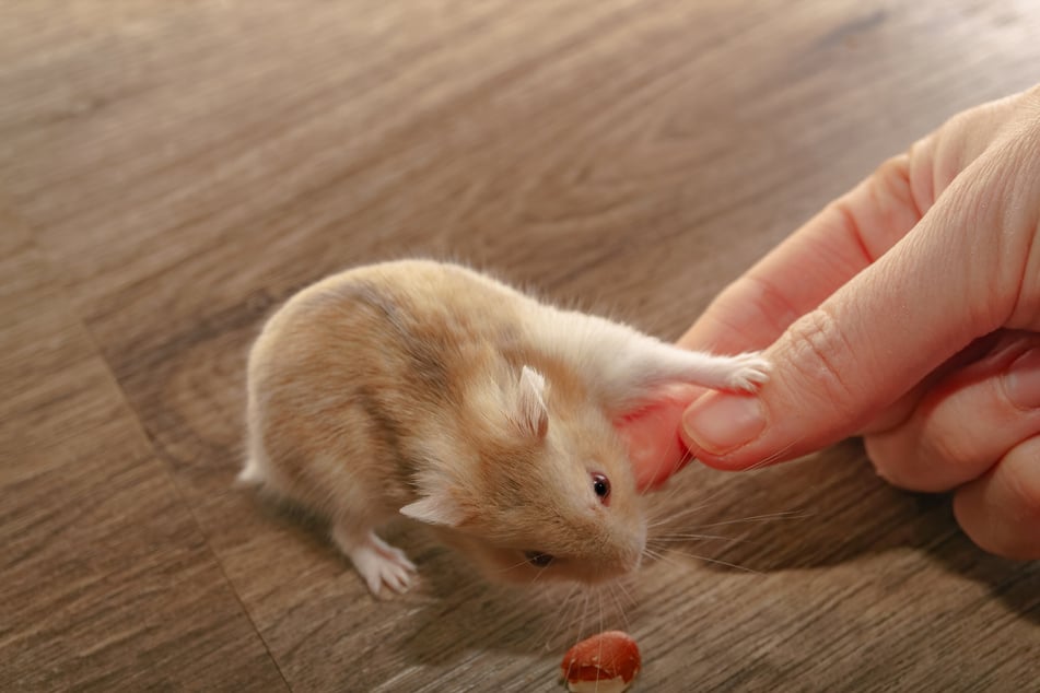 Optimal ist eine geeignete Versorgung des Hamsters im gewohnten Umfeld.
