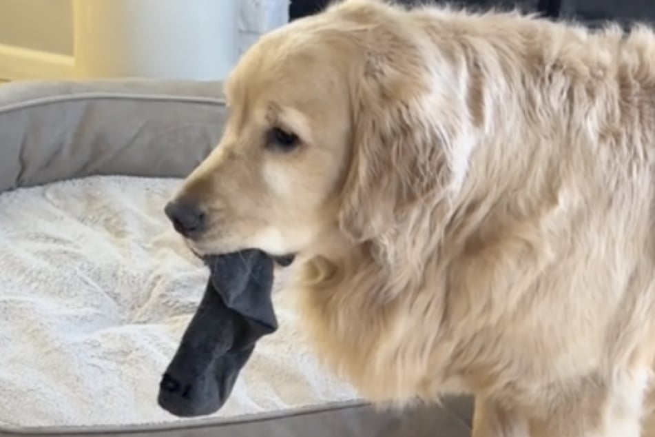 Every morning, four-legged friend Mabel brings an item of her owner's clothing into the living room to cuddle with.