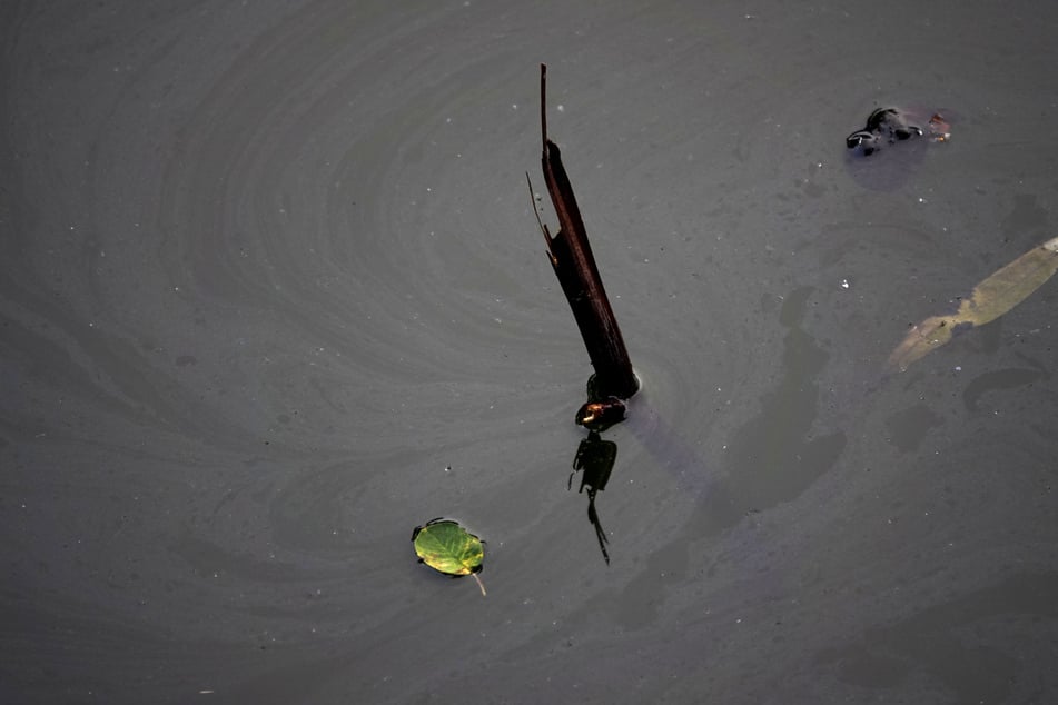Wegen der Schlieren im Wasser befürchtete man, dass aus dem Skoda Öl ausgelaufen sein könnte.