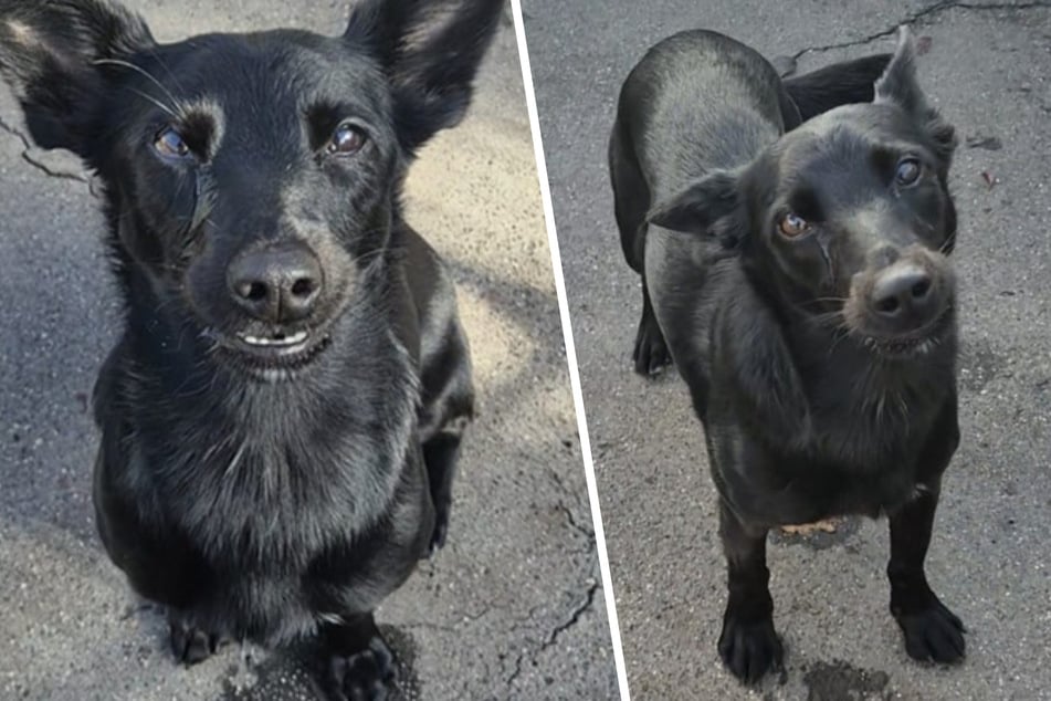 Junghündin ausgesetzt und ihrem Schicksal überlassen: Gibt es für Lili eine zweite Chance?