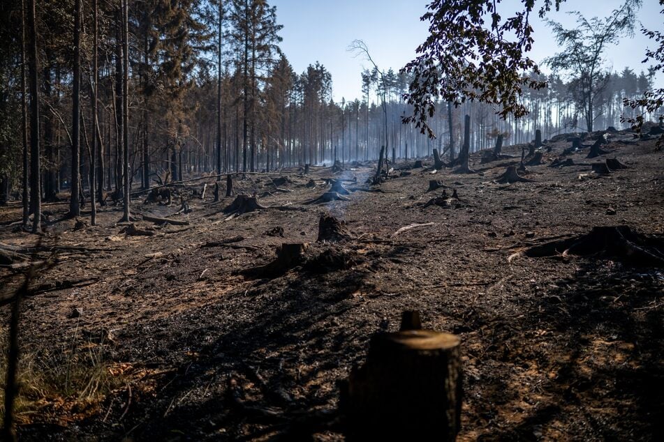 Das Feuer zerstörte eine Waldfläche von rund 82 Hektar.