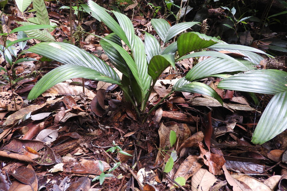"Pinanga subterranea" sieht eigentlich aus wie eine ganz gewöhnliche Palme.