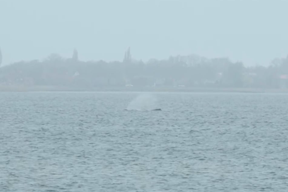Der Buckelwal wurde am Dienstagmorgen wieder in der Bucht gesichtet.