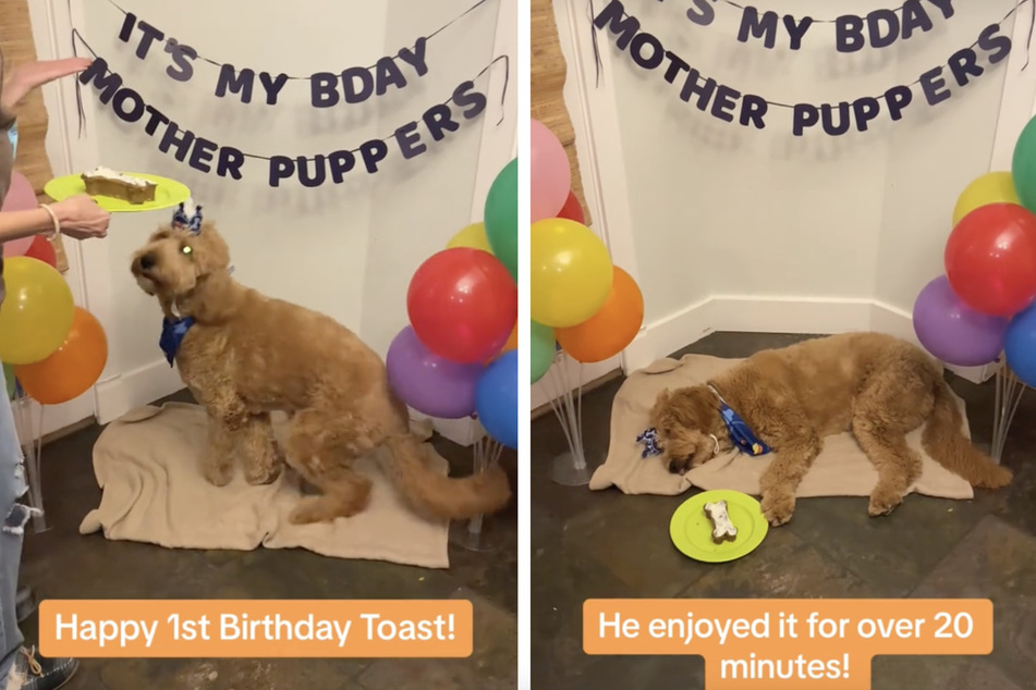 Toast the narcoleptic dog fell asleep during his birthday party, and it's absolutely melting hearts on TikTok.