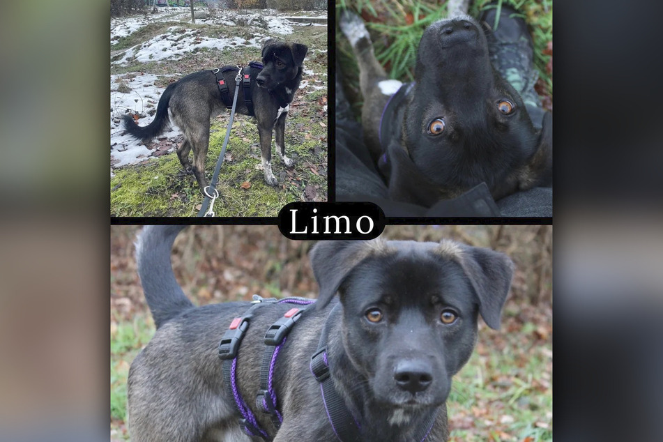 Limo sehnt sich nach ruhigen und geduldigen Besitzern.