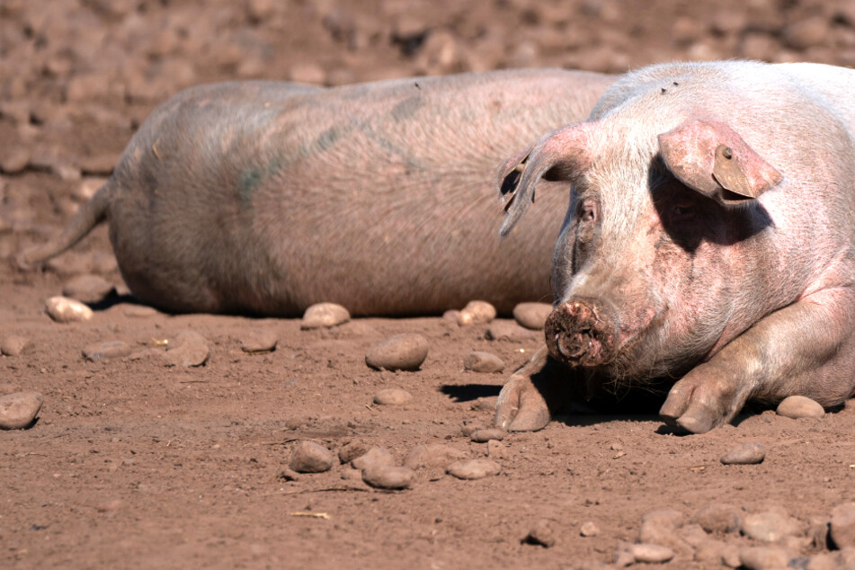 Schweinestau auf der Insel: Großbritanniens verzweifelte Suche nach Metzgern