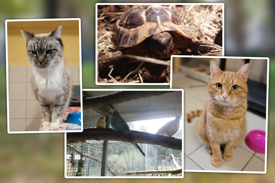 Katzen, Sittiche, Schildkröten uvm. - im Dresdner Tierheim ist für jeden Tierfreund etwas dabei!