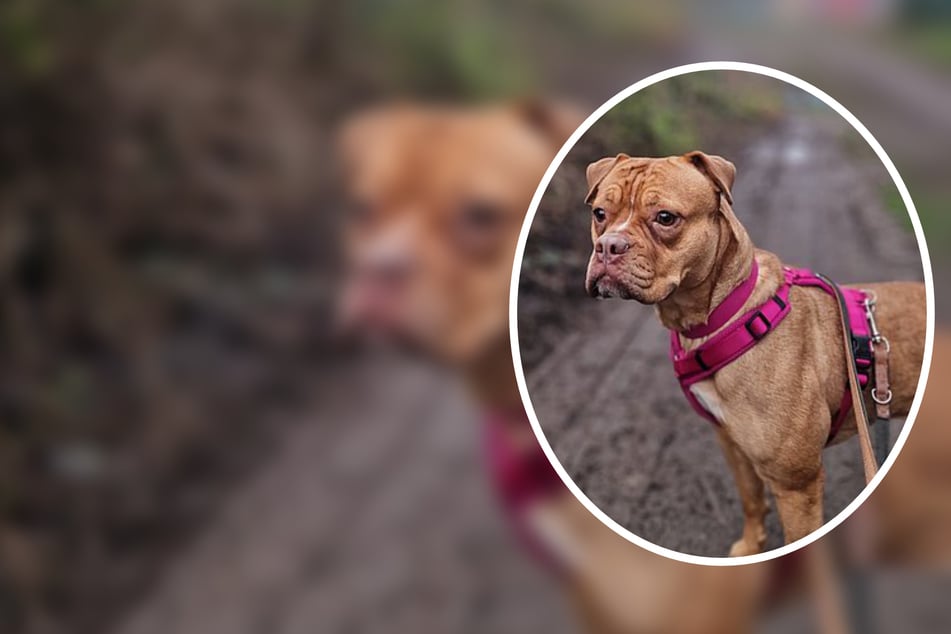 Immer wieder weitergereicht: Gibt es für Bulldogge Bailey endlich ein Happy End?