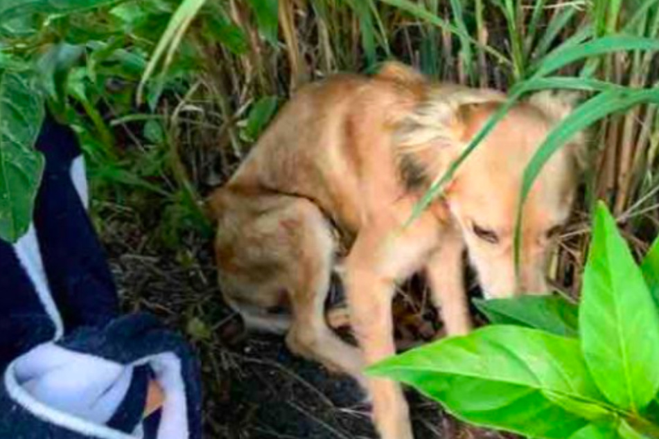 Furchtsam kauerte Hund Simba im Gebüsch, machte jedoch keine Anstalten abzuhauen.