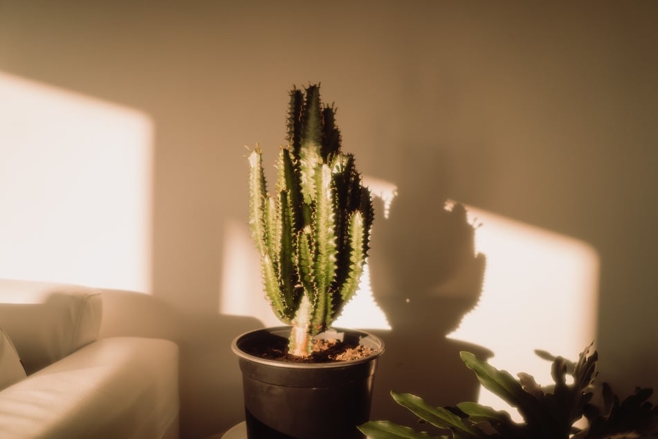 Es ist nicht optimal, Kakteen im Wohnzimmer überwintern zu lassen.