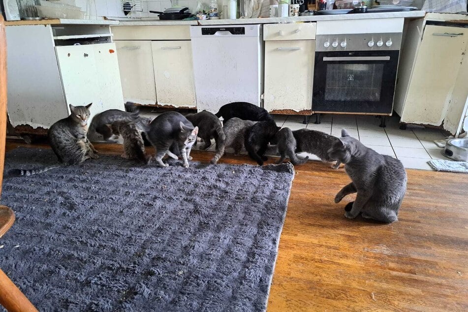 In der Wohnung roch es stark nach Urin, berichtet die Tierschutzinspektion. Ausreichende Katzenklos gab es nicht.
