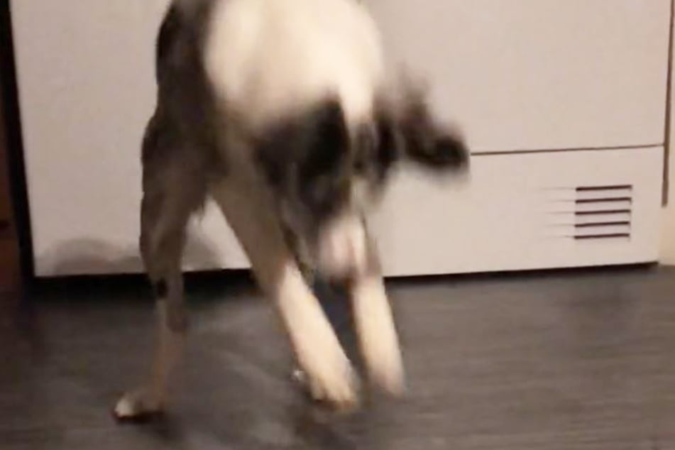 As soon as the cool water has run out of Molly's mouth, she chases it on the floor – much to the delight of the TikTok audience.