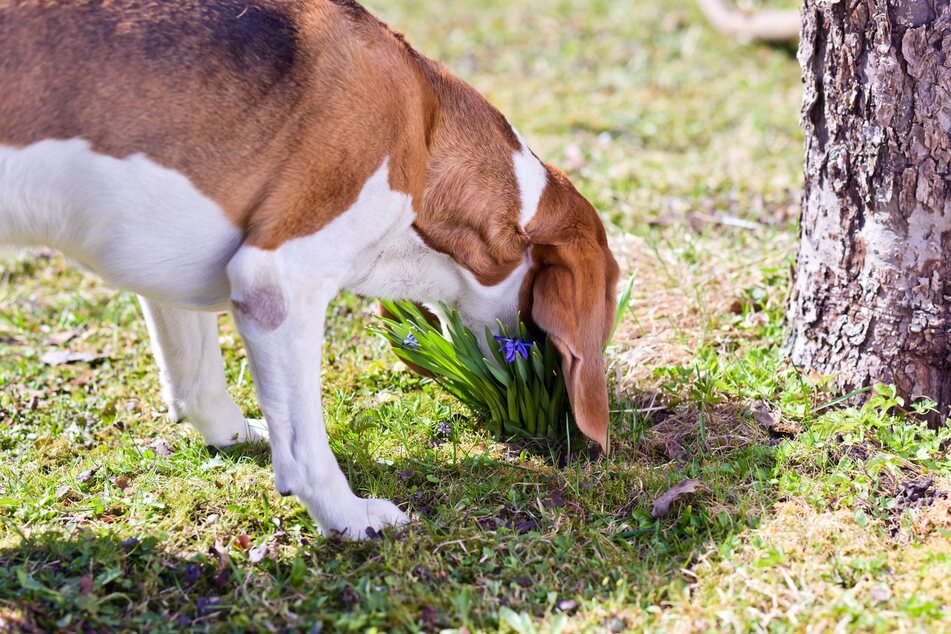 In einem Hunde-Garten sollten möglichst keine giftigen Pflanzen wachsen, da die Vierbeiner sehr neugierig sein können.