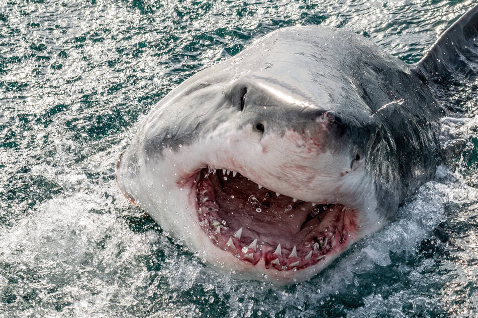 California swimmer seriously injured in shock shark attack!