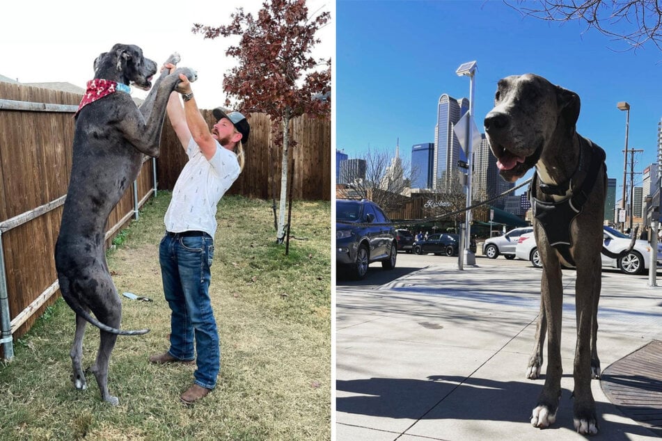 Zeus hielt seit März 2022 den Titel als "Größter Hund der Welt" inne.