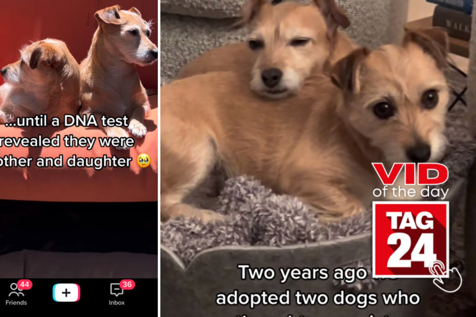 viral videos: Viral Video of the Day for April 3, 2023: Anything is paw-sible!