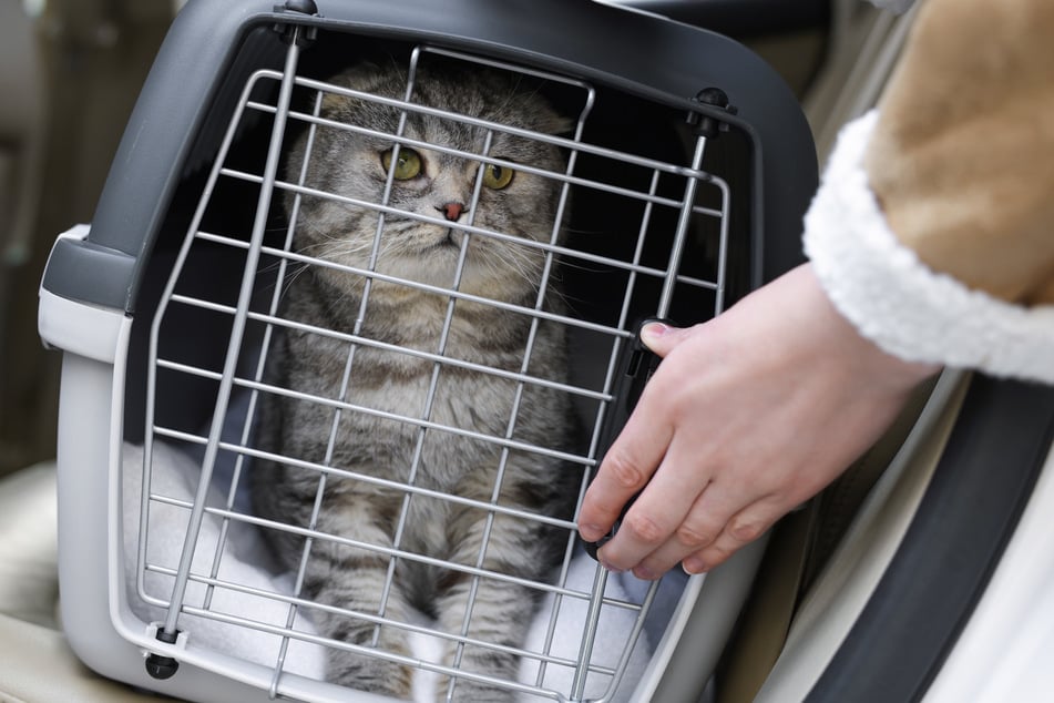 Laut Klage wurde die Katze während des Fluges in ihrer Transportbox verletzt. (Symbolbild)