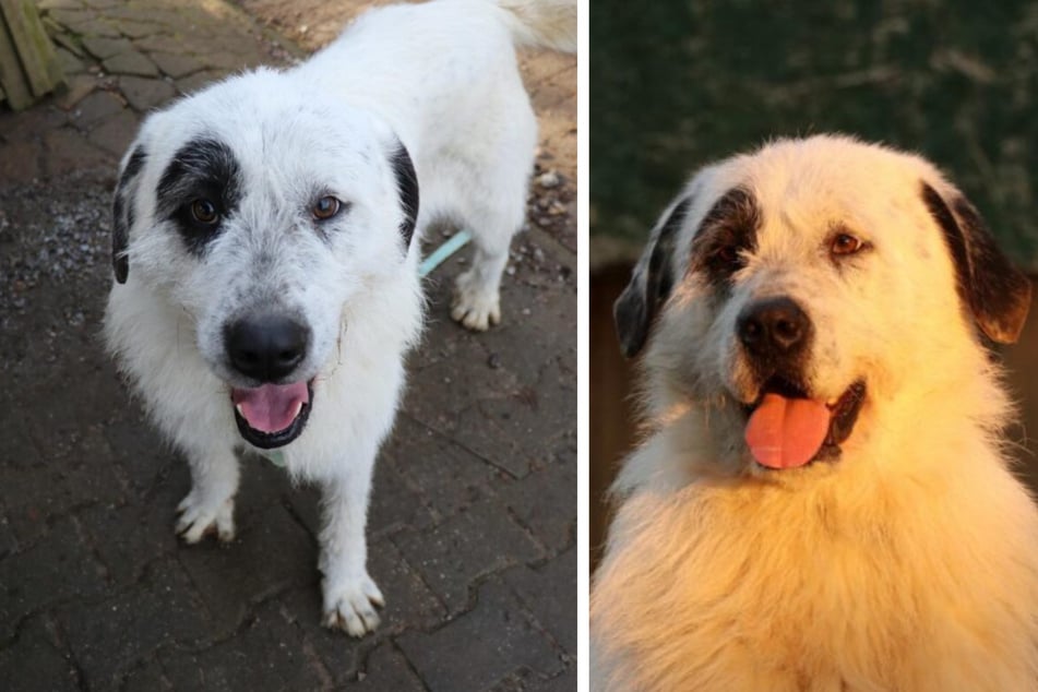 Wer schenkt Ulla ein liebevolles Zuhause?