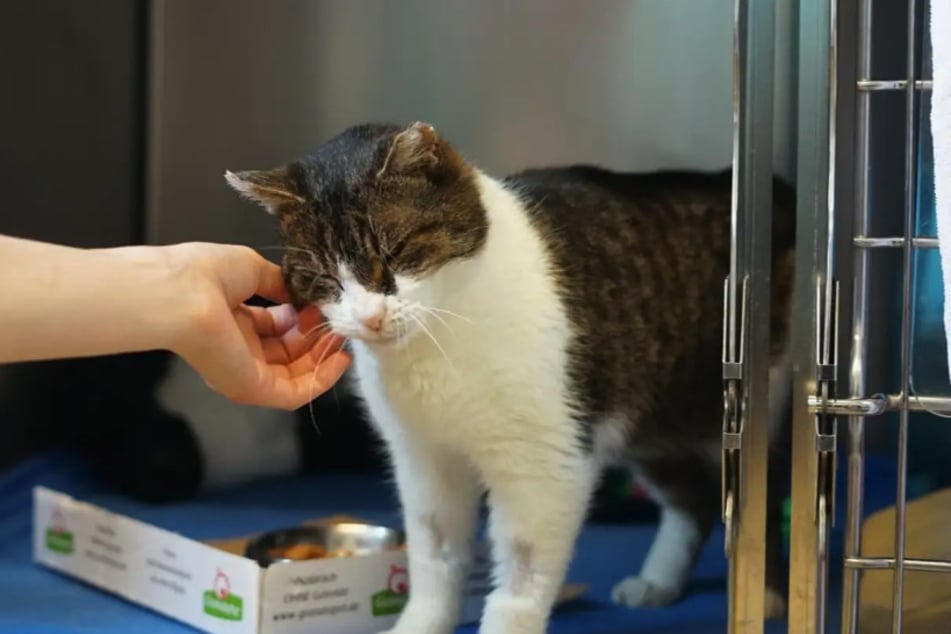 Kočičí operace přináší několik zdravotních problémů.