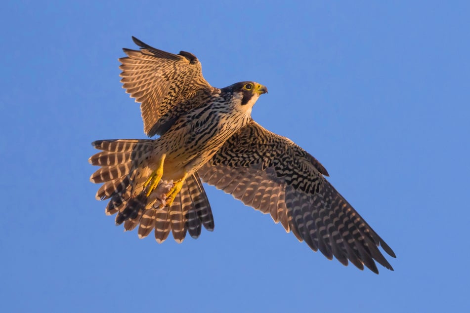 Der Wanderfalke ist zurück nach Sachsen "gewandert".