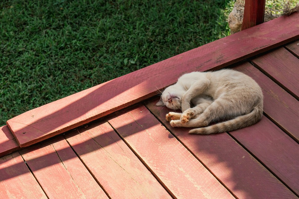 There are few things cats enjoy more than going outside and rolling around in the sun.