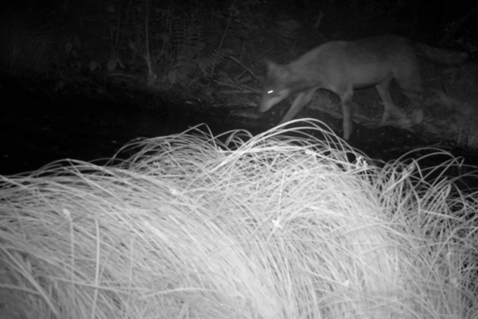 Wölfe: Wolfspaar südlich von Leipzig entdeckt: Woher stammen die Tiere?